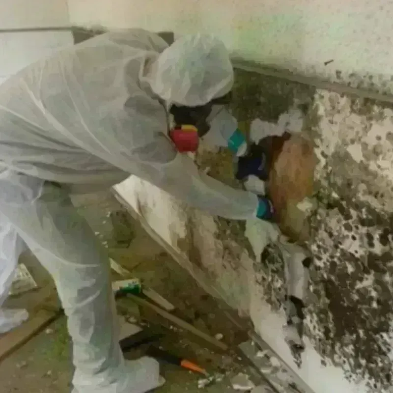 Mold Remediation and Removal in Lockney, TX